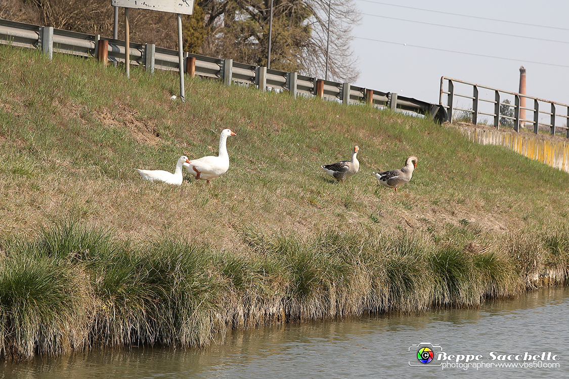 VBS_6809 - Ville Venete sul Brenta.jpg